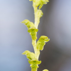 Microtis rara