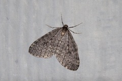 Operophtera occidentalis