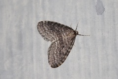 Operophtera occidentalis