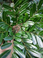 Simarouba