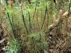 Dawsonia superba