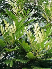 Simarouba