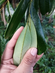 Simarouba