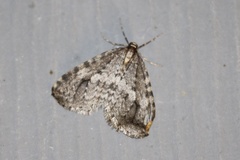 Operophtera occidentalis