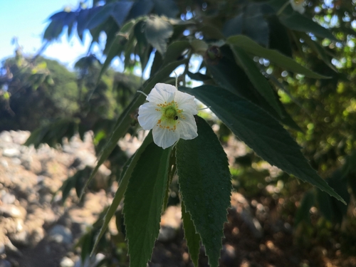 Muntingia calabura