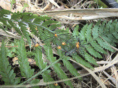 Aurotipula clara