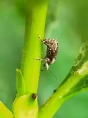 Chalepistes compressus