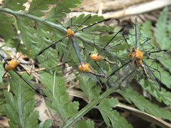 Aurotipula clara