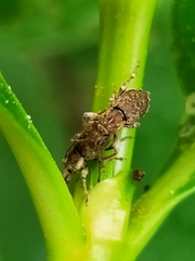 Chalepistes compressus