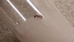 Proceratium crassicorne