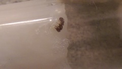 Proceratium crassicorne