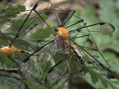 Aurotipula clara