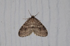 Operophtera occidentalis