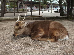 Cervus nippon