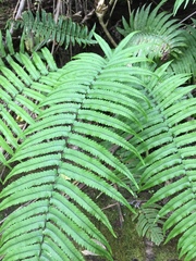 Dryopteris cycadina