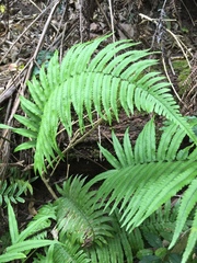 Dryopteris cycadina