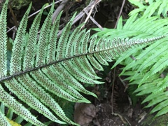 Dryopteris cycadina