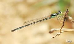 Agriocnemis lacteola