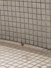 Passer montanus