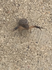 Xysticus texanus