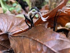 Xylaria hypoxylon