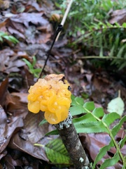 Tremella mesenterica
