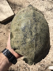 Pseudemys texana