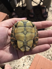 Pseudemys texana