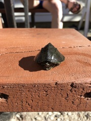 Sternotherus odoratus