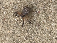 Xysticus texanus