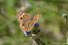 Junonia neildi varia