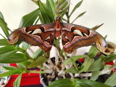 Attacus taprobanis