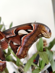 Attacus taprobanis