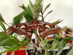 Attacus taprobanis