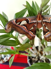 Attacus taprobanis