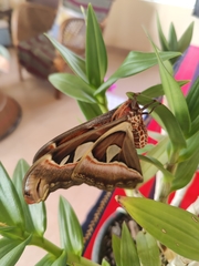 Attacus taprobanis