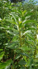 Myoporum aff insulare × laetum