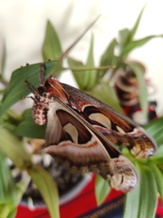 Attacus taprobanis