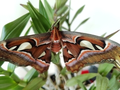 Attacus taprobanis
