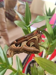Attacus taprobanis