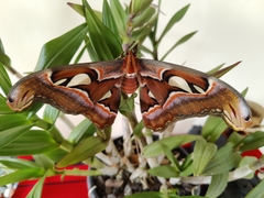 Attacus taprobanis