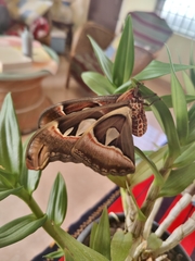 Attacus taprobanis
