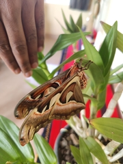Attacus taprobanis