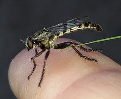 Hypenetes