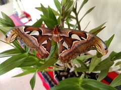 Attacus