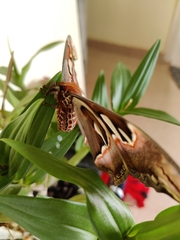 Attacus