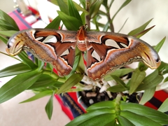 Attacus