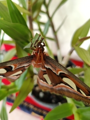 Attacus