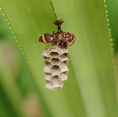 Ropalidia variegata