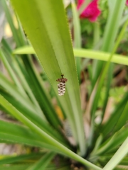 Ropalidia variegata